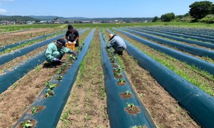 サツマイモ植えつけ体験